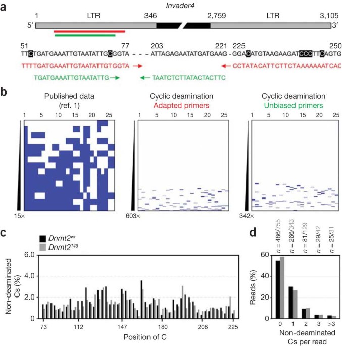 Lack of evidence for dna methylation of invader4 retroelements in drosophila and implications for dnmt2-mediated epigenetic regulation