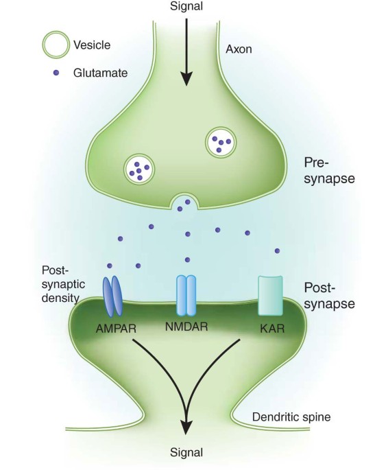 Glutamate receptors and learning and memory