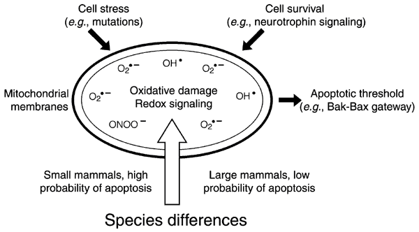 Lifespan and mitochondrial control of neurodegeneration | Nature Genetics