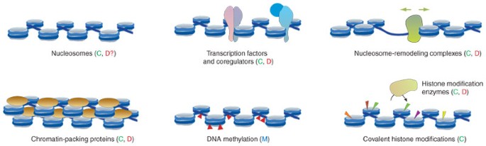 Mapping of genetic and epigenetic regulatory networks using microarrays