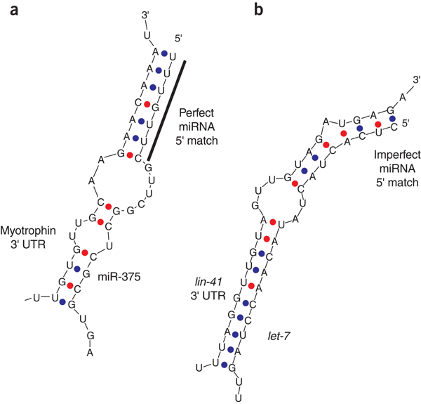 Microrna target predictions in animals