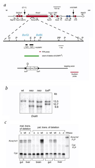 Regional loss of imprinting and growth deficiency in mice with a targeted deletion of kvdmr1