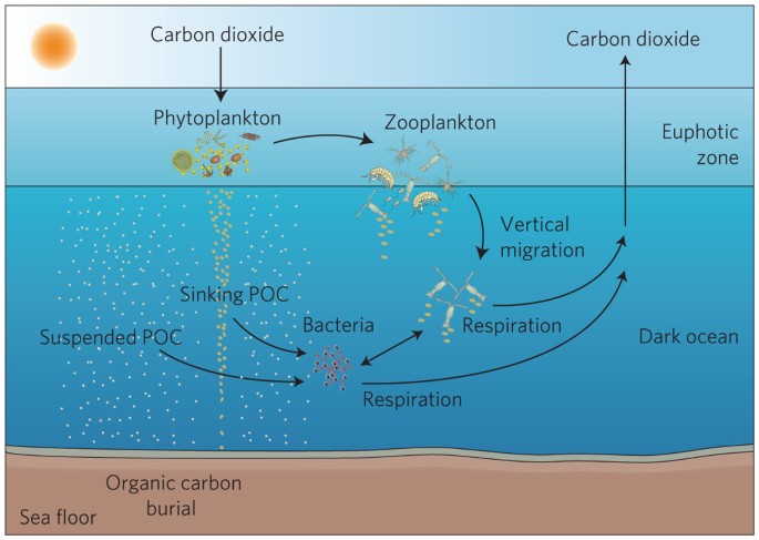 The biological pump showing how ocean growth occurs