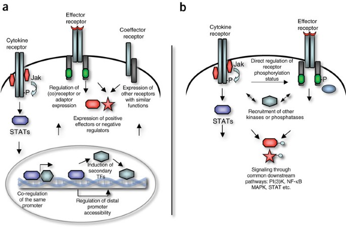 immune system cytokine signaling pathway diagram