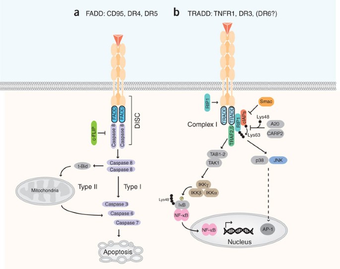 Death Receptor Signal Transducers Nodes Of Coordination In Immune Signaling Networks Nature Immunology