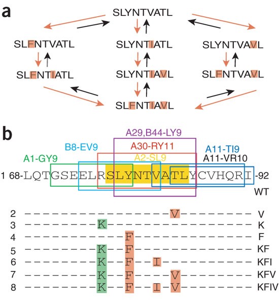 Antigen processing influences hiv-specific cytotoxic t lymphocyte immunodominance