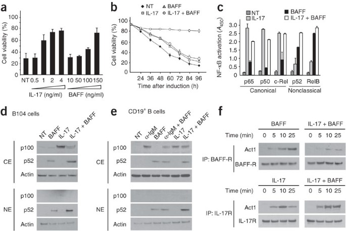 Interleukin 17 acts in synergy with b cell–activating factor to influence b cell biology and the pathophysiology of systemic lupus erythematosus