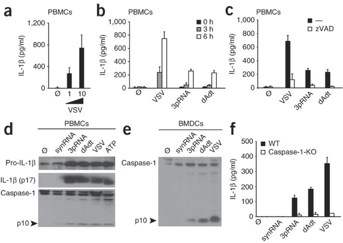 Recognition Of Rna Virus By Rig I Results In Activation Of Card9 And Inflammasome Signaling For Interleukin 1b Production Nature Immunology Recognition Of Rna Virus By Rig I Results In Activation Of Card9 And Inflammasome Signaling For Interleukin 1b Production Nature Immunology