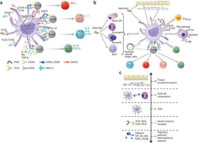 Programming dendritic cells to induce TH2 and tolerogenic responses |  Nature Immunology