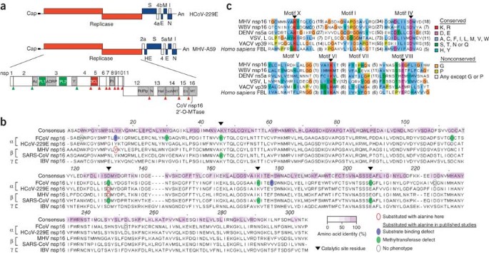 Ribose 2 O Methylation Provides A Molecular Signature For The Distinction Of Self And Non Self Mrna Dependent On The Rna Sensor Mda5 Nature Immunology
