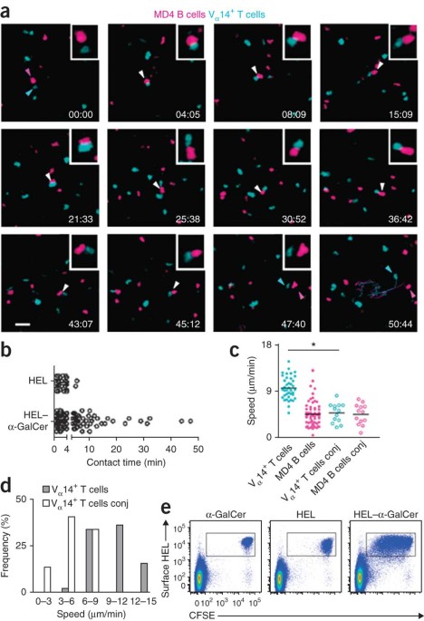 Identification of Bcl-6-dependent follicular helper NKT cells that  