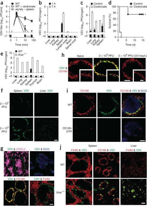 Enforced viral replication activates adaptive immunity and is essential for the control of a cytopathic virus