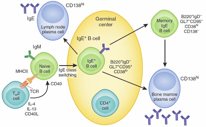 IgE class switching and cellular memory | Nature Immunology
