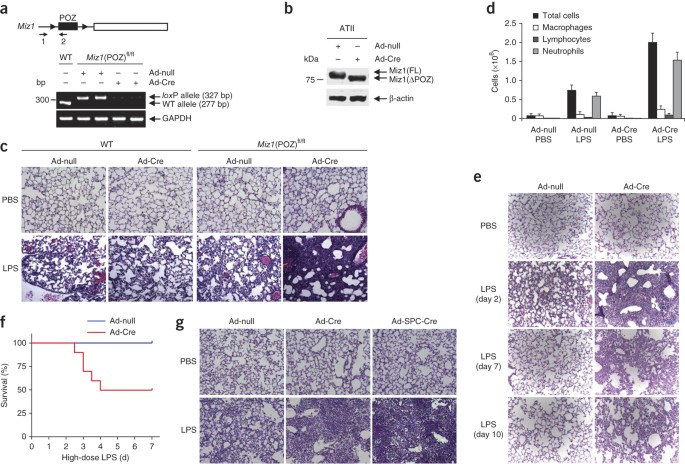 family Sea slug Departure Suppression of inflammation and acute lung injury by Miz1 via repression of  C/EBP-δ | Nature Immunology
