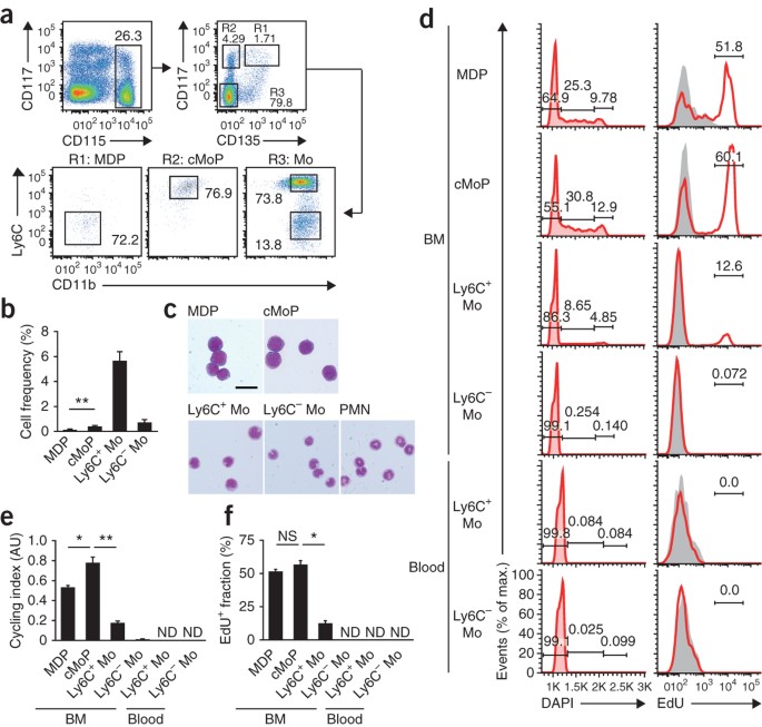 Origin of monocytes and macrophages in a committed progenitor