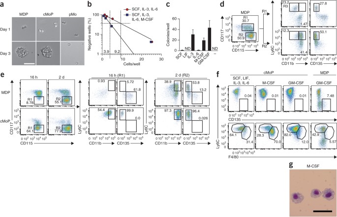 Origin of monocytes and macrophages in a committed progenitor