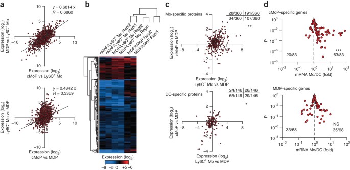 Origin of monocytes and macrophages in a committed progenitor