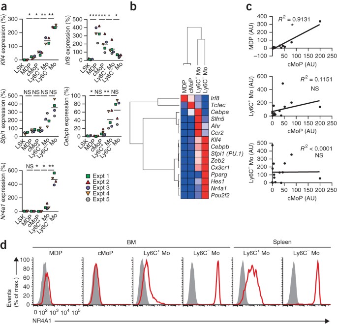 Origin of monocytes and macrophages in a committed progenitor