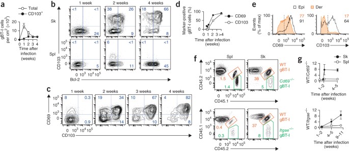 The Developmental Pathway For Cd103 Cd8 Tissue Resident Memory T Cells Of Skin Nature Immunology The Developmental Pathway For Cd103 Cd8 Tissue Resident Memory T Cells Of Skin Nature Immunology