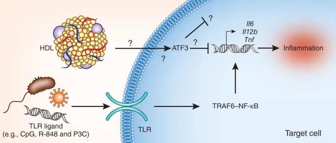 Old hdl learns a new (anti-inflammatory) trick