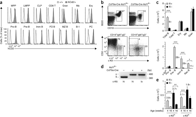 Stage Specific Control Of Early B Cell Development By The Transcription Factor Ikaros Nature Immunology