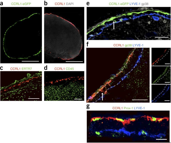 The atypical chemokine receptor ccrl1 shapes functional ccl21 gradients in lymph nodes