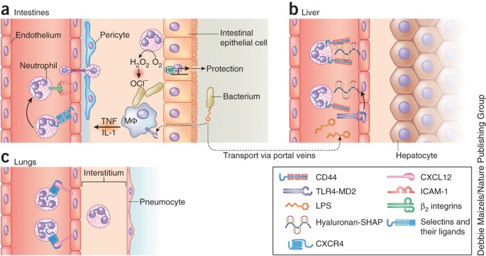 Neutrophils at work | Nature Immunology