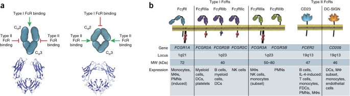 Type I And Type Ii Fc Receptors Regulate Innate And Adaptive Immunity Nature Immunology