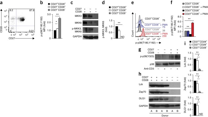 The Kinase P38 Activated By The Metabolic Regulator Ampk And Scaffold Tab1 Drives The Senescence Of Human T Cells Nature Immunology