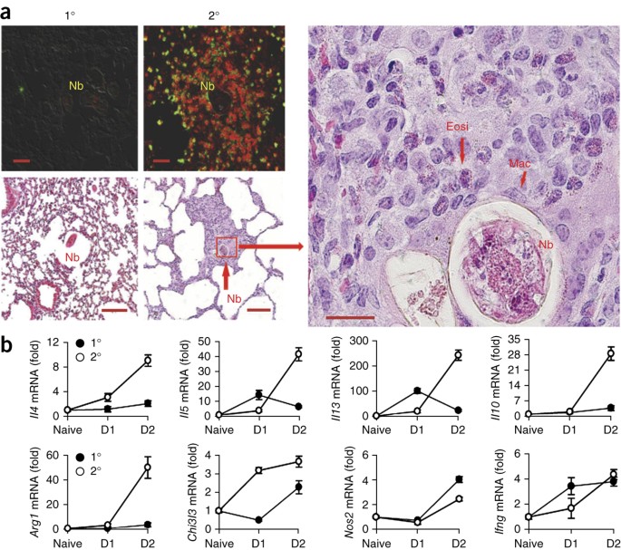 Neutrophils Prime A Long Lived Effector Macrophage Phenotype That Mediates Accelerated Helminth Expulsion Nature Immunology