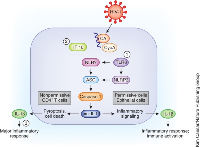 A Better Understanding of How HIV-1 Evades the Immune System