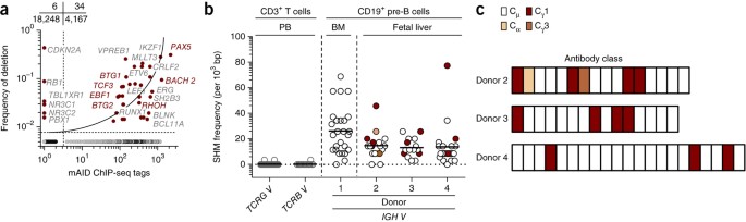 Mechanisms Of Clonal Evolution In Childhood Acute Lymphoblastic Leukemia Nature Immunology
