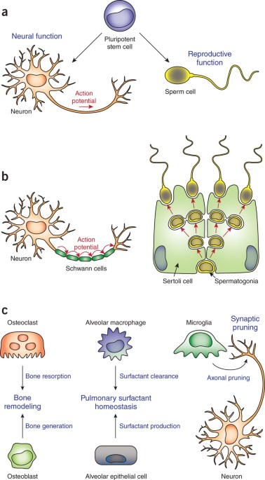 Tissue Biology Perspective On Macrophages Nature Immunology