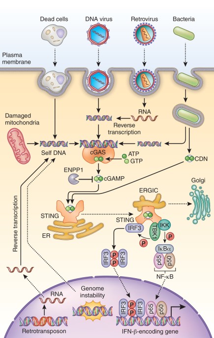Regulation and function of the cgas–sting pathway of cytosolic dna sensing