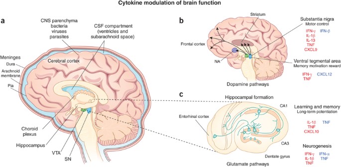 Infectious immunity in the central nervous system and brain function |  Nature Immunology