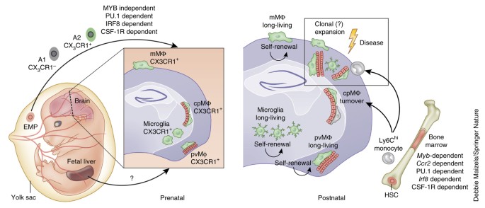 Ontogeny And Homeostasis Of Cns Myeloid Cells Nature Immunology