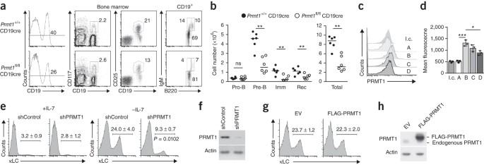 The Btg2 Prmt1 Module Limits Pre B Cell Expansion By Regulating The Cdk4 Cyclin D3 Complex Nature Immunology