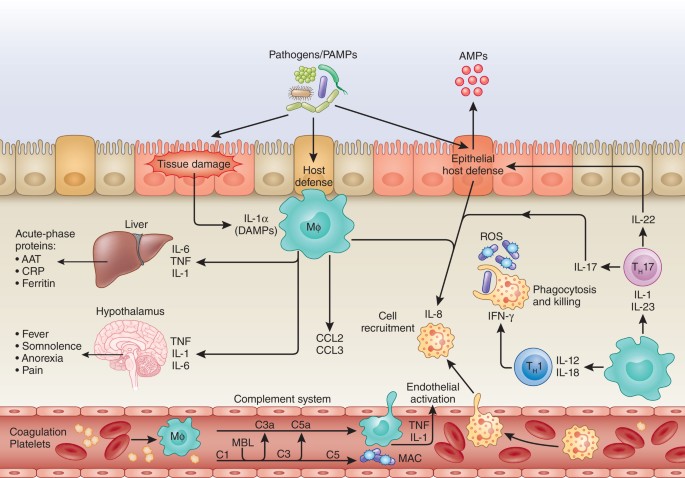 A guiding map for inflammation | Nature Immunology