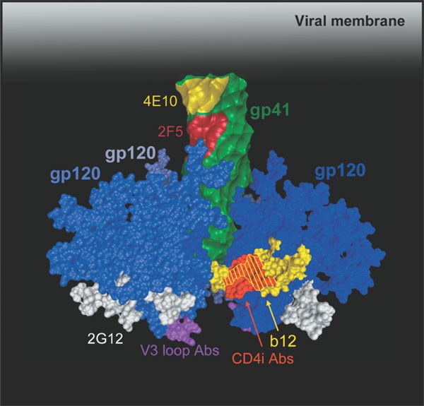 Hiv vaccine design and the neutralizing antibody problem