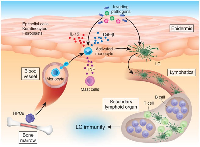 Langerhans Cells Daughters Of Monocytes Nature Immunology