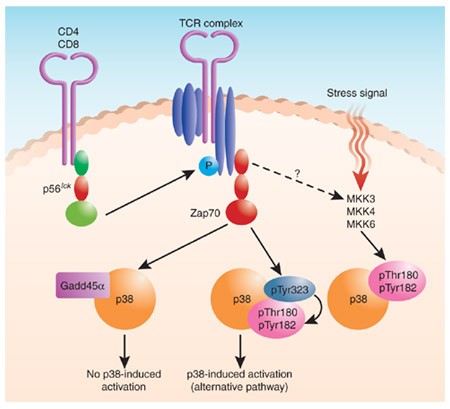 Mapk P38 Alternative And Nonstressful In T Cells Nature Immunology