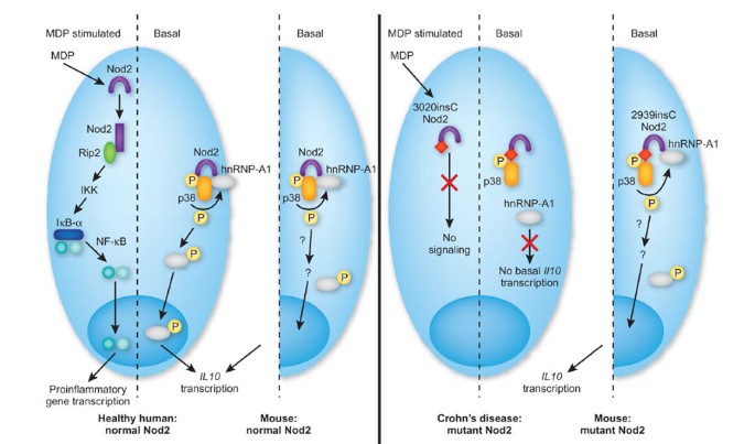 Crohn's disease-associated nod2 mutants reduce il10 transcription