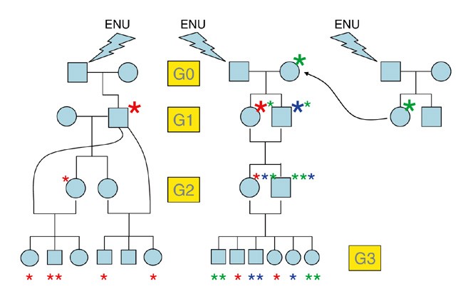 Precis on forward genetics in mice