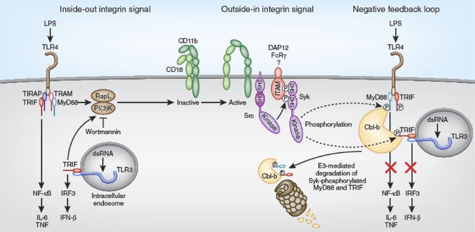 ghk-cu integrin signaling Integrins limit the Toll