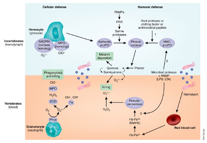 Oxidative burst without phagocytes: the role of respiratory proteins |  Nature Immunology