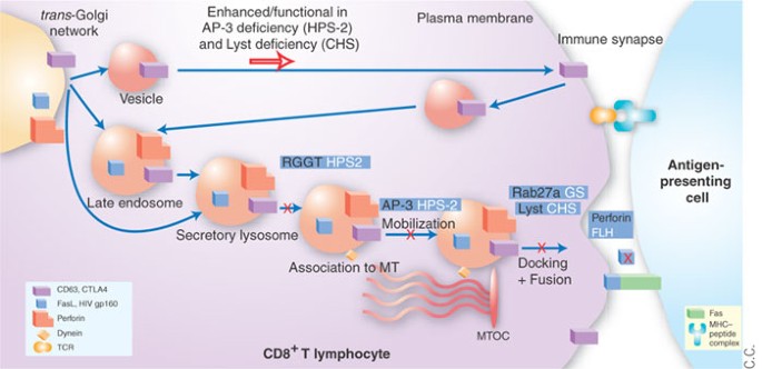 The latest killer AP | Nature Immunology
