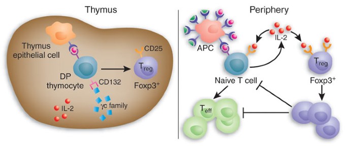 Fueling regulation: il-2 keeps cd4+ treg cells fit