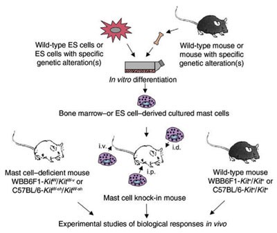 Mast cells in the development of adaptive immune responses