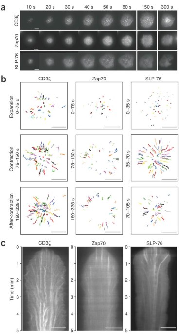 Newly Generated T Cell Receptor Microclusters Initiate And Sustain T Cell Activation By Recruitment Of Zap70 And Slp 76 Nature Immunology