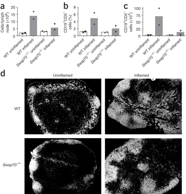 Signaling protein swap-70 is required for efficient b cell homing to lymphoid organs